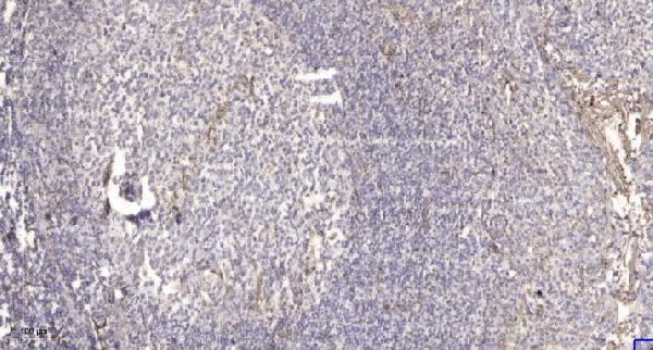 a14419 thap4 primary antibodies ihc testing 1
