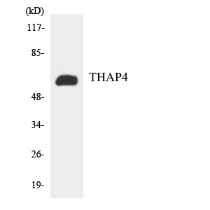 a14419 thap4 primary antibodies wb testing 3