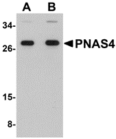Western blot analysis of PNAS4 in EL4 cell lysate with PNAS4 antibody at (A) 1 and (B) 2 μg/mL