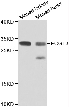 Western blot analysis of extracts of various cell lines, using PCGF3 antibody