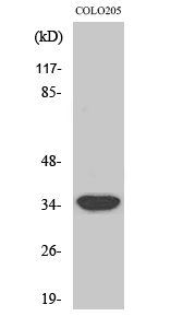 a14430 1 mrpl4 primary antibodies wb testing 2