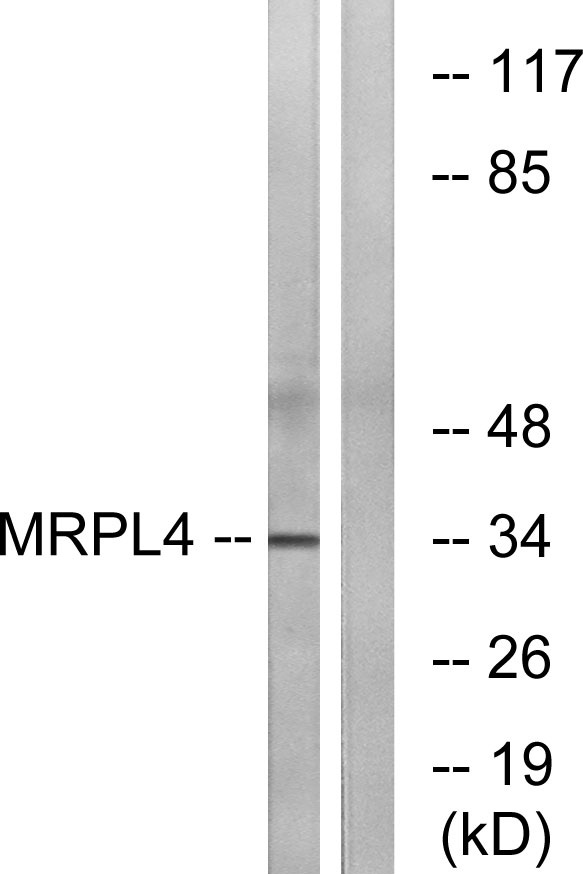 a14430 1 mrpl4 primary antibodies wb testing 3