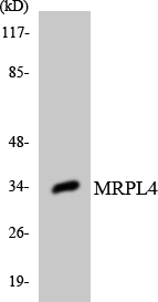 a14430 1 mrpl4 primary antibodies wb testing 4