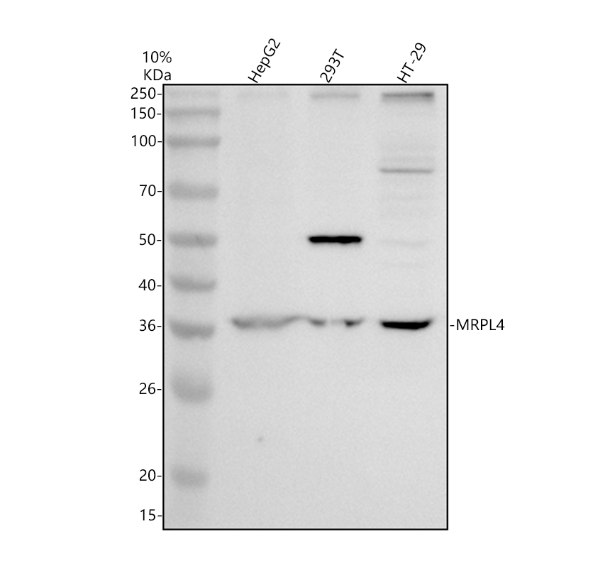 a14430 2 mrpl4 primary antibodies wb testing 1