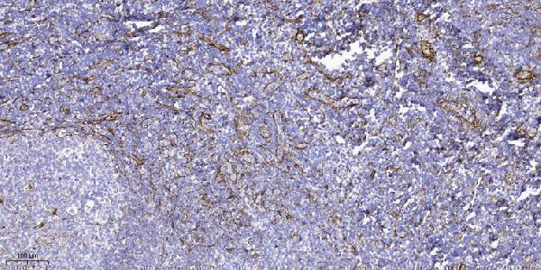 Immunohistochemical analysis of paraffin-embedded human tonsil