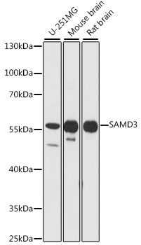 Western blot analysis of extracts of various cell lines, using SAMD3 antibody  at 1:1000 dilution