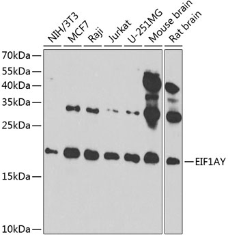 a14440 eif1ay primary antiboties wb testing 1