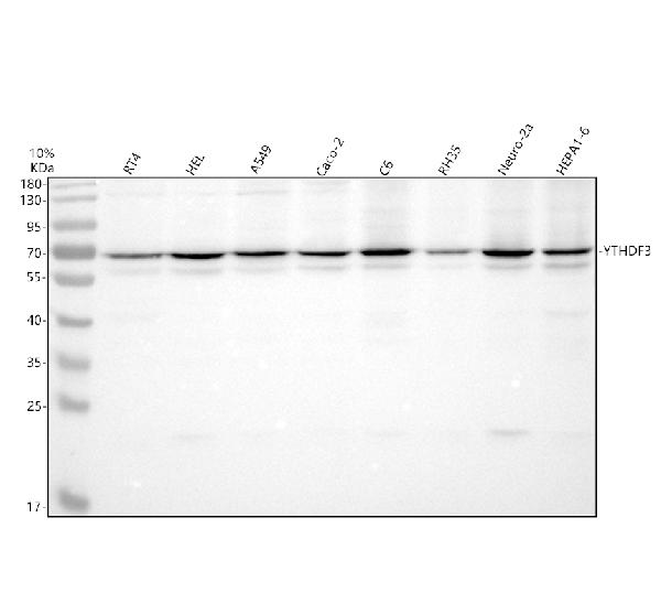 Western blot analysis of YTHDF3 using anti-YTHDF3 antibody (A14443-1)