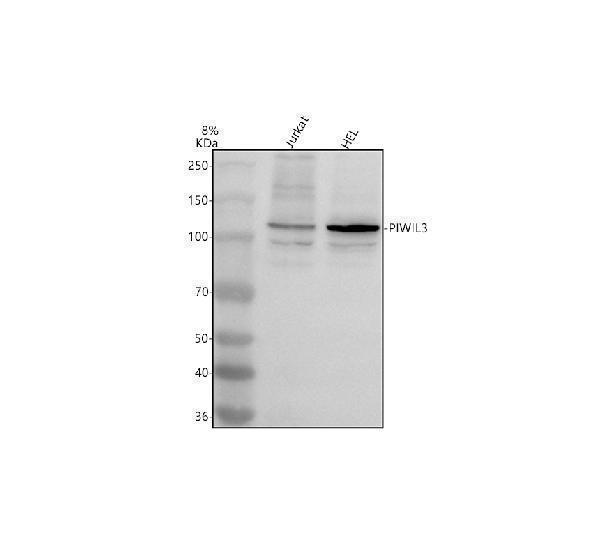 Western blot analysis of PIWIL3 using anti-PIWIL3 antibody (A14448-1)