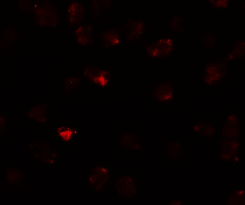 Immunofluorescence of PIWI-L3 in 3T3 cells with PIWI-L3 antibody at 20 μg/mL