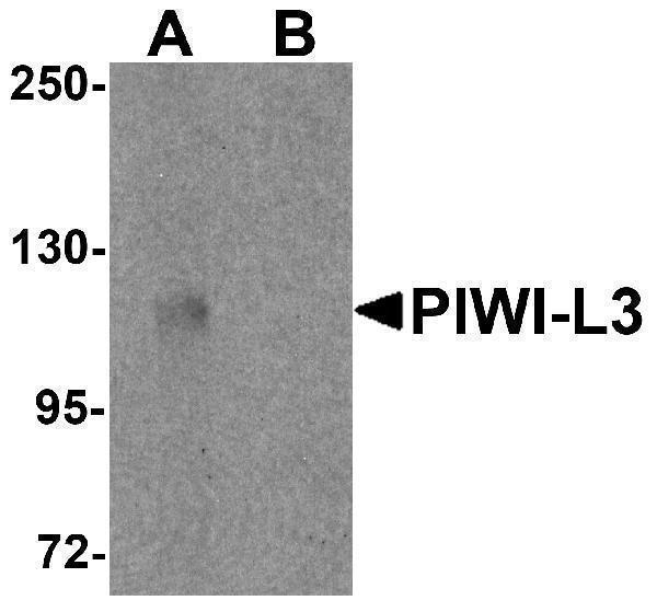 Western blot analysis of PIWI-L3 in 3T3 cell lysate with PIWI-L3 antibody at 1 μg/mL in (A) the absence and (B) the presence of blocking peptide