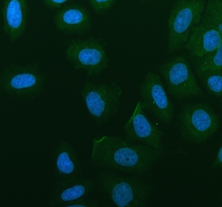 IF analysis of PRRG1 using anti-PRRG1 antibody (A14451-1)
