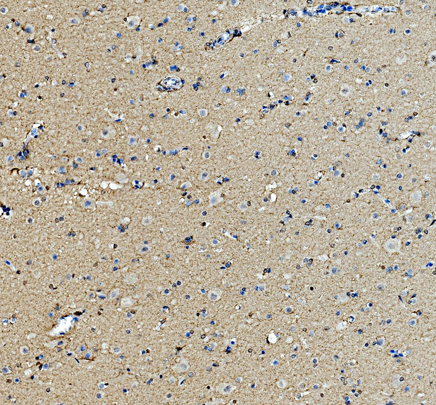 IHC analysis of PRRG1 using anti-PRRG1 antibody (A14451-1)