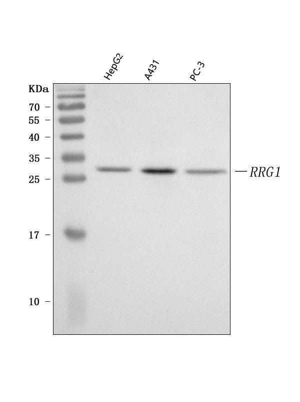 a14451 1 prrg1 primary antibodies wb testing 1