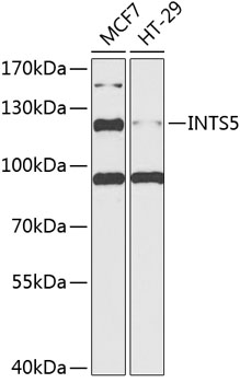 a14452 ints5 primary antiboties wb testing 1