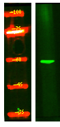 a14456 znf280b primary antibodies wb testing 1