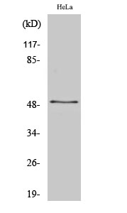 a14458 1 znf436 primary antibodies wb testing 2