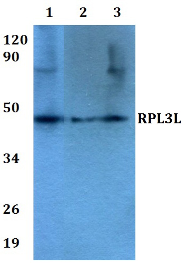 a14459 1 rpl3l primary antiboties wb testing 1