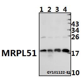 a14477 1 mrpl51 primary antiboties wb testing 1