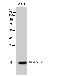 a14477 mrpl51 primary antibodies wb testing 2