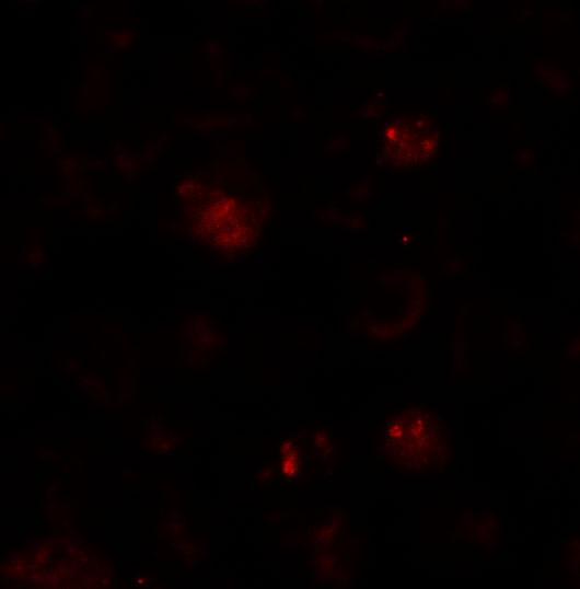 Immunofluorescence of ZBTB6 in EL4 cells with ZBTB6 antibody at 20 μg/mL