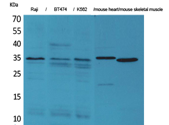 a14487 cldn17 primary antibodies wb testing 1