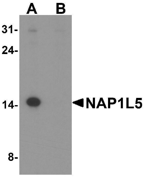 a14492 nap1l5 primary antibodies wb testing 1