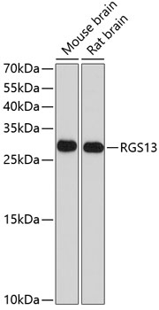 a14493 rgs13 primary antiboties wb testing 1