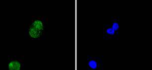 a14495 2 hist1h4a primary antiboties icc testing 2