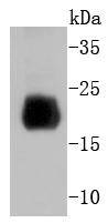 a14495 2 hist1h4a primary antiboties wb testing 1