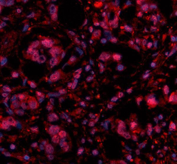 a14495 3 histone h4 primary antibodies if testing 1