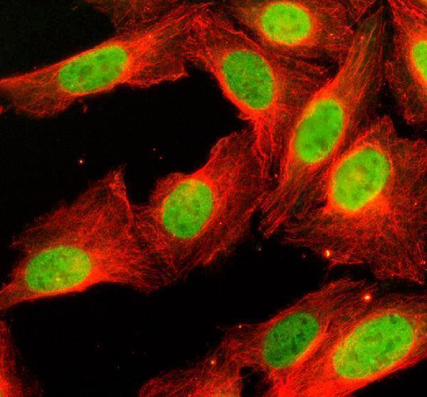 a14495 3 histone h4 primary antibodies if testing 2