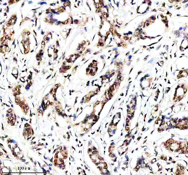 a14495 3 histone h4 primary antibodies ihc testing 1
