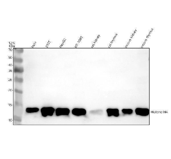 a14495 3 histone h4 primary antibodies wb testing 1