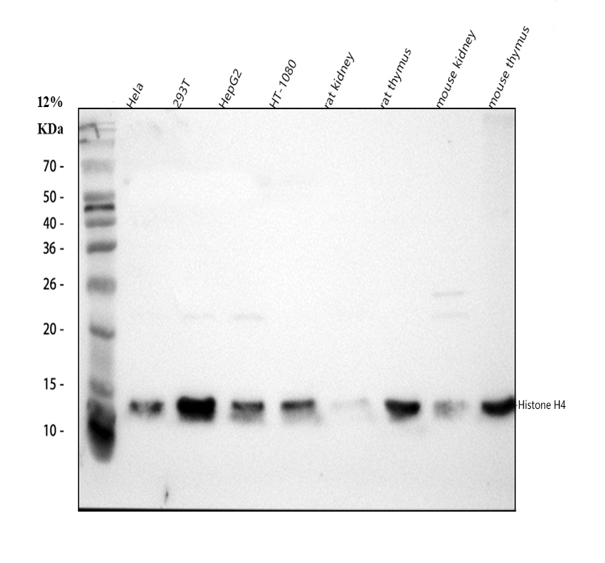 a14495 3 histone h4 primary antibodies wb testing 1_1