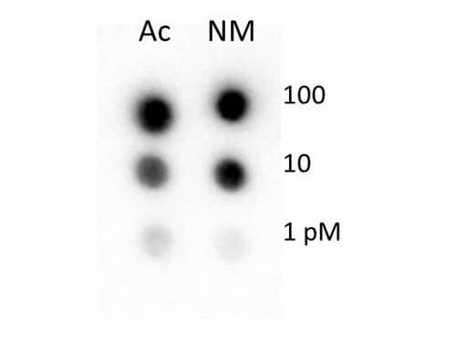 a14495 hist1h4a primary antibodies dot blot testing 3