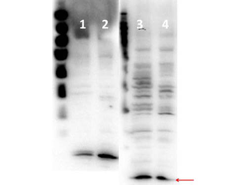a14495 hist1h4a primary antibodies wb testing 1
