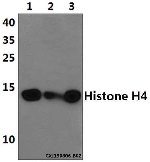 a14495s1 hist1h4a primary antiboties wb testing 1