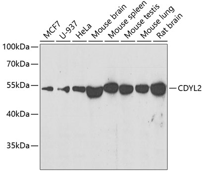 Western blot analysis of extracts of various cell lines, using CDYL2 antibody  at 1:500 dilution
