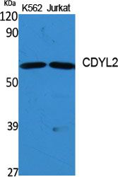 a14503 cdyl2 primary antibodies wb testing 2