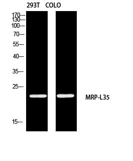 Western Blot (WB) analysis of 293T COLO205 using MRP-L35 antibody