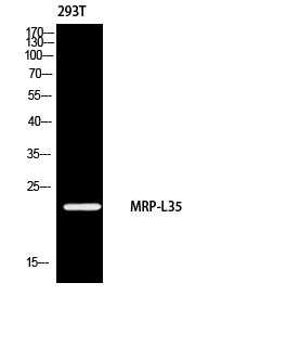 Western Blot (WB) analysis of 293 using MRP-L35 antibody