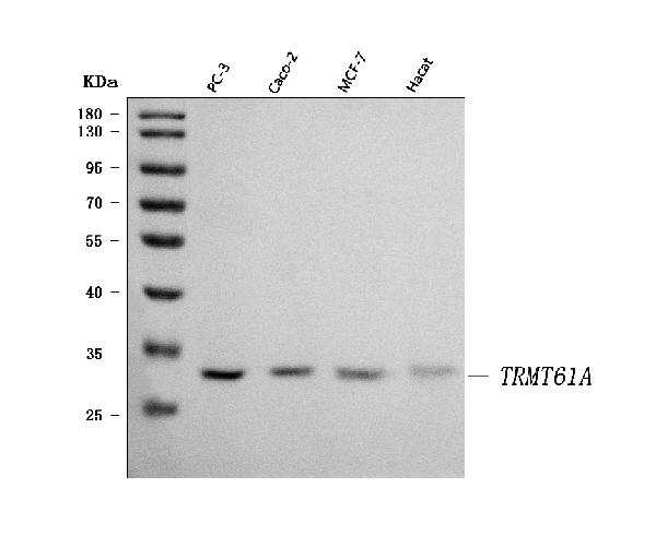 Figure 1. Western blot analysis of TRMT61A using anti-TRMT61A antibody (A14512-1). Electrophoresis was performed on a 5-20% SDS-PAGE gel at 70V (Stacking gel) / 90V (Resolving gel) for 2-3 hours. The sample well of each lane was loaded with 30 ug of sample unde r reducing conditions. Lane 1: human PC-3 whole cell lysates, Lane 2: human Caco-2 whole cell lysates, Lane 3: human MCF-7 whole cell lysates, Lane 4: human Hacat whole cell lysates. After electrophoresis, proteins were transferred to a nitrocellulose membrane at 150 mA for 50-90 minutes. Blocked the membrane with 5% non-fat milk/TBS for 1.5 hour at RT. The membrane was incubated with rabbit anti-TRMT61A antigen affinity purified polyclonal antibody (Catalog # A14512-1) at 0.5 microg/mL overnight at 4°C, then washed with TBS-0.1%Tween 3 times with 5 minutes each and probed with a goat anti-rabbit IgG-HRP secondary antibody at a dilution of 1:5000 for 1.5 hour at RT. The signal is developed using an Enhanced Chemiluminescent detection (ECL) kit (Catalog # EK1002) with Tanon 5200 system. A specific band was detected for TRMT61A at approximately 31 kDa. The expected band size for TRMT61A is at 31 kDa.