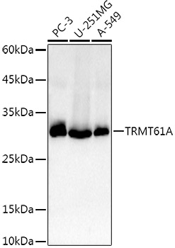 Western blot analysis of extracts of various cell lines, using TRMT61A   antibody  at 1:1000 dilution