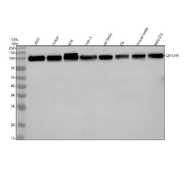  Western blot analysis of QRICH1 using anti-QRICH1 antibody (A14513-1)