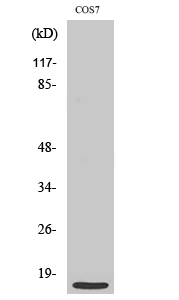 Western Blot analysis of various cells using MRP-S21 Polyclonal Antibody diluted at 1:500
