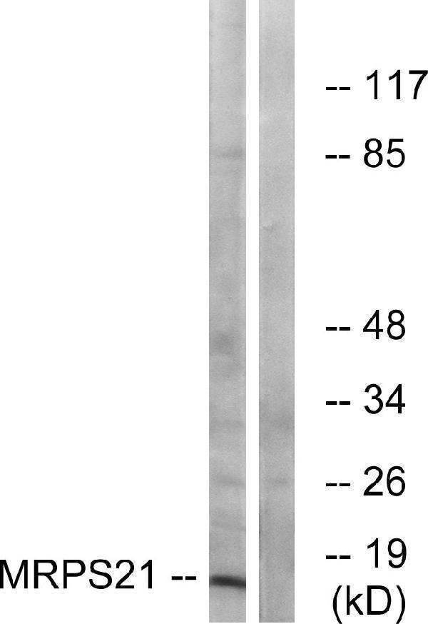 Western blot analysis of lysates from COS cells, using MRPS21 Antibody