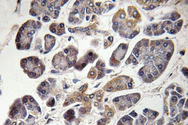 Immunohistochemistry (IHC) analyzes of MRP-S21 (Q85) pAb in paraffin-embedded human pancreas tissue