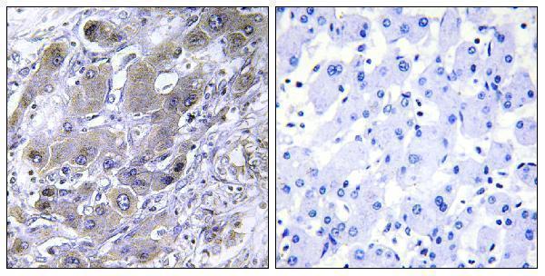 a14515 mrps18a primary antibodies ihc testing 1