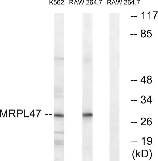 a14516 mrpl47 primary antibodies wb testing 2
